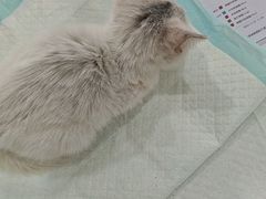 -贝利宠物医院·骨科·眼科·肿瘤转诊中心(南坪诊疗中心)