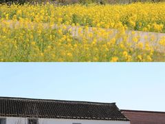 -桑洲油菜花景区