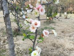 -杭州植物园