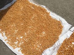 -西涌国际滨海旅游区