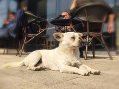 -星巴克(成都科学城店)