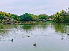 -海珠湖公园