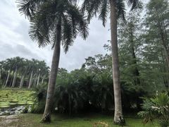 -中国科学院西双版纳热带植物园