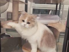 -三花喵·撸猫购宠·宠物生活馆(虹桥南丰城店)