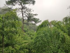 -莫干山风景区