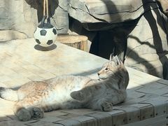 -青藏高原野生动物园