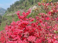 -木兰云雾山