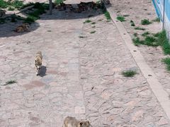 -西霞口神雕山野生动物世界