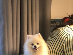 -PETKIT 小佩宠物·低压洗护·美容·寄养(安远店)