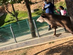 -西霞口神雕山野生动物世界