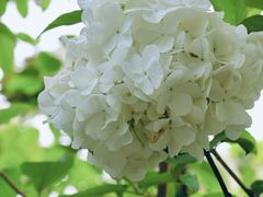 -杭州植物园