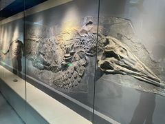 -安徽省地质博物馆