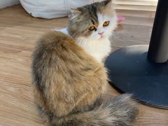 -COLOR PETS 撸猫馆·购猫·猫咖(长风大悦城店)