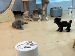 -喵宠乐园·撸猫互动·猫舍