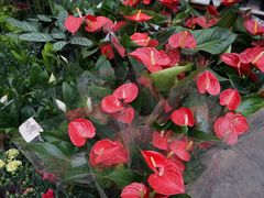 -三圣花乡旅游区