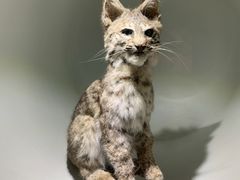 -陕西自然博物馆