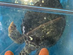 -芜湖新华联大白鲸海洋公园
