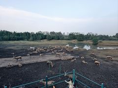 -溱湖国家湿地公园