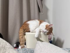 -爱侣宠医·鹦鹉专科·小型哺乳类·异宠专科(灵石路店)