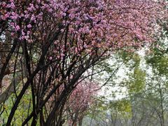 -八大山人梅湖景区