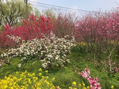 -南汇桃花村
