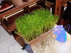 活体豆苗-蜀大侠火锅(森兰花园城店)