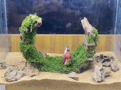 -紫荆广场·花漫里