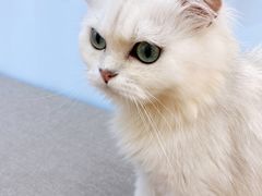 -喵宠乐园·撸猫互动·猫舍