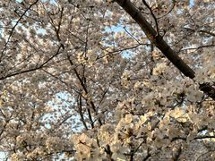 -高东镇樱花园