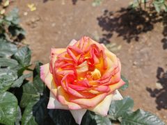 -人民公园(罗湖区)