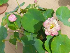 -莲花池公园