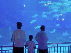 -烟台海昌鲸鲨海洋公园