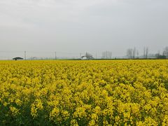 -东梓关景区村庄
