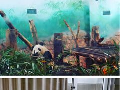 -成都大熊猫繁育研究基地