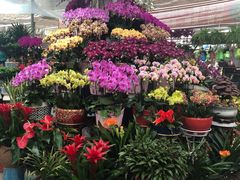 -秦美花卉(天朗·莱茵小城2期店)