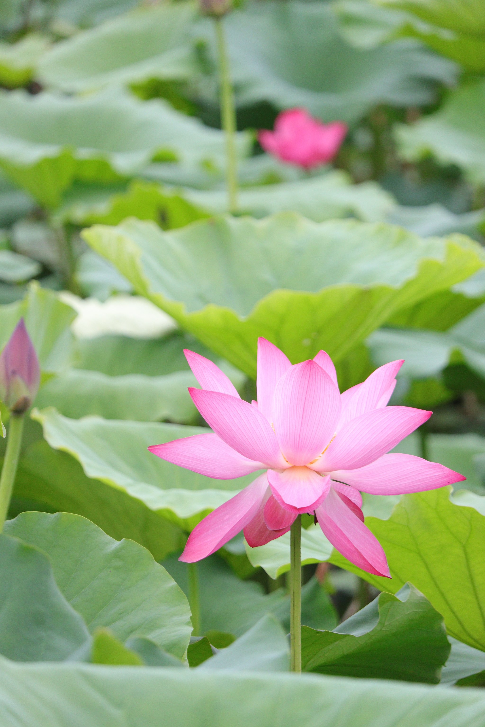 荷花什么季节开图片