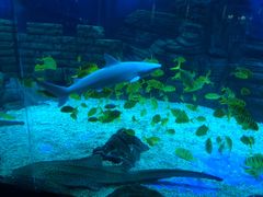-烟台海昌鲸鲨海洋公园