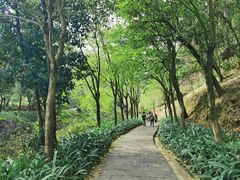 -广州白江湖森林公园