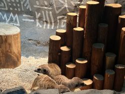 -Zoolung Zoolung动物主题公园(海信广场店)