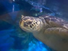 -烟台海昌鲸鲨海洋公园