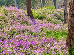 -西湖风景区-江洋畈生态公园