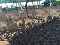 -北京鹿世界主题园