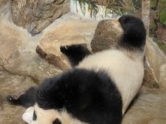-海南热带野生动植物园