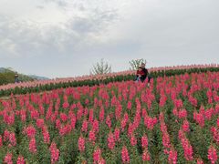 -径山花海
