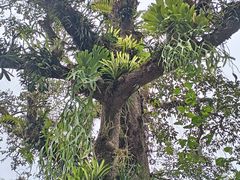 -中国科学院西双版纳热带植物园