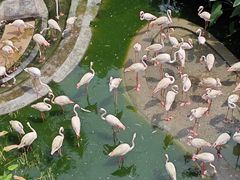 -新加坡飞禽公园