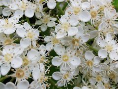 -上海植物园·停车场