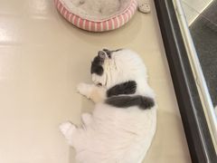 -三花喵·撸猫购宠·宠物生活馆(虹桥南丰城店)