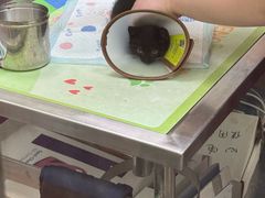 -瑞鹏宠物医院·宠保定点·心脏科·内科(御桥分院)