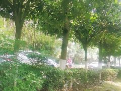 -铁山坪森林公园